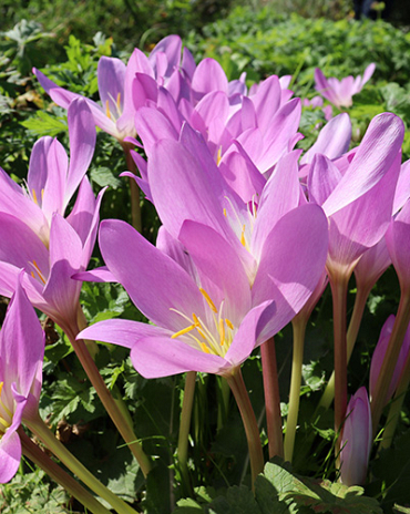 X   10 COLCHICUM AUTUMNALE 13/+