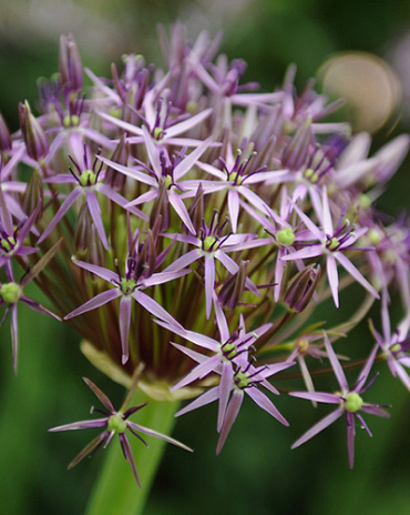 X 100 ALLIUM CHRISTOPHII 10/12