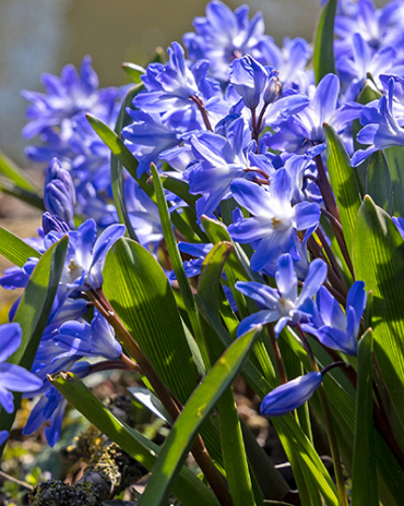 X 250 CHIONODOXA FORBESII BLUE GIANT 5/+