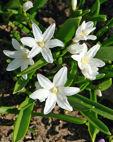 X 250 CHIONODOXA LUCILIAE ALBA 5/+