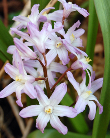 X 100 CHIONODOXA PINK GIANT 5/6