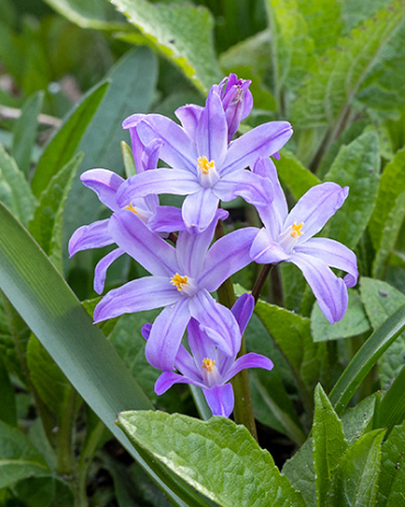 X 250 CHIONODOXA VIOLET BEAUTY 5/+