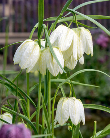 X 100 FRITILLARIA MELEAGRIS ALBA 5/+