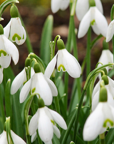 X 250 GALANTHUS NIVALIS 5/6