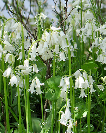 X 100 HYACINTHOIDES HISPANICA WIT 8/10