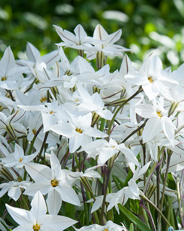 X 100 IPHEION UNIFLORUM 4/+