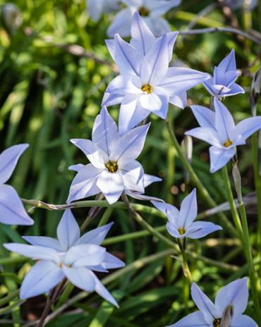 X 100 IPHEION UNIFLORUM WISLEY BLUE 4/+