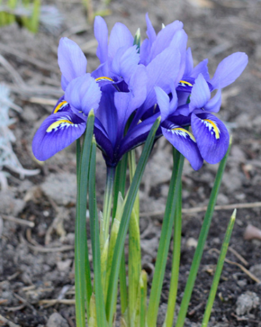 X 100 IRIS RETICULATA HARMONY 6/+