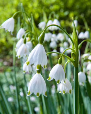 X 100 LEUCOJUM AESTIVUM 10/12