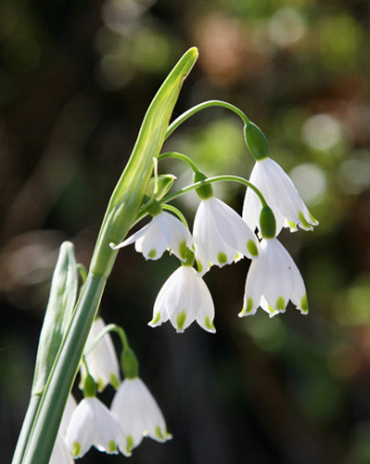 X 100 LEUCOJUM AESTIVUM GRAVETYE GIANT 12/14