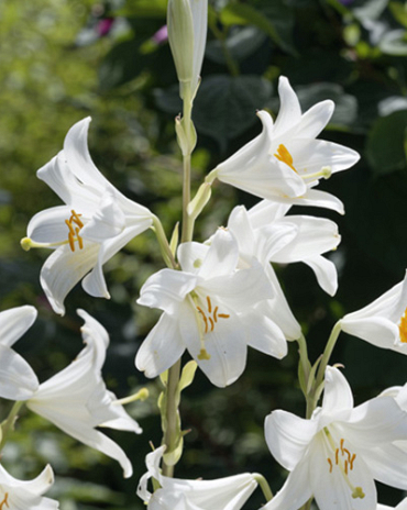 X   25 LILIUM CANDIDUM 18/20