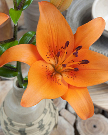 X   50 LILIUM AZIATISCH ORANJE 16/18