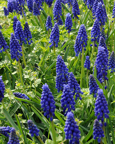 X 100 MUSCARI ARMENIACUM 8/9