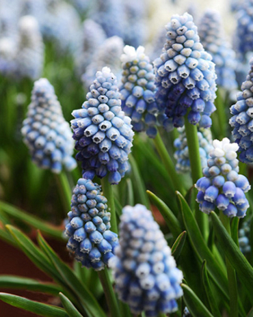 X 100 MUSCARI AUCHERI OCEAN MAGIC 7/8