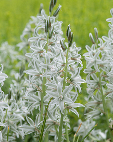 X 100 ORNITHOGALUM NUTANS 6/+