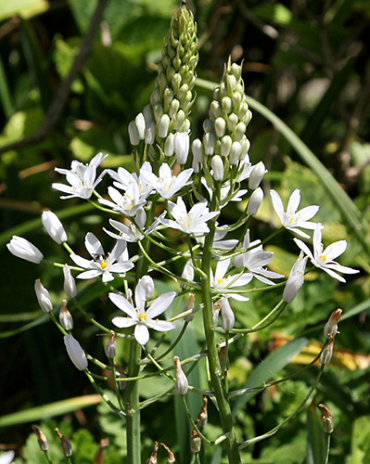 X   50 ORNITHOGALUM SOCHII 12/+