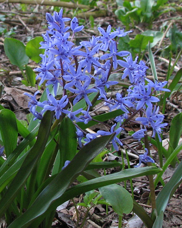 X 100 SCILLA BIFOLIA 5/+