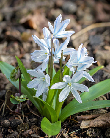 X 100 SCILLA MISCHTSCHENKOANA 7/8