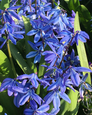 X 100 SCILLA SIBERICA SPRING BEAUTY 8/9