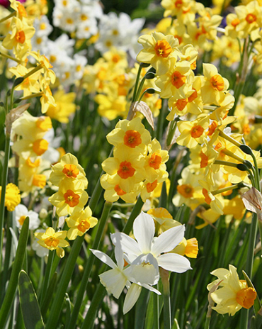 X 250 NARCISSUS BOTANISCH GEMENGD 12/14