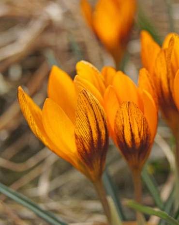 X 100 CROCUS ORANGE MONARCH 5/+