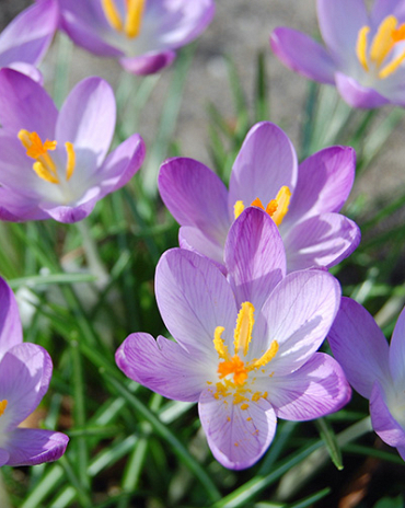 X 250 CROCUS SPECIE TOM. WHITEWELL PURPLE 5/+