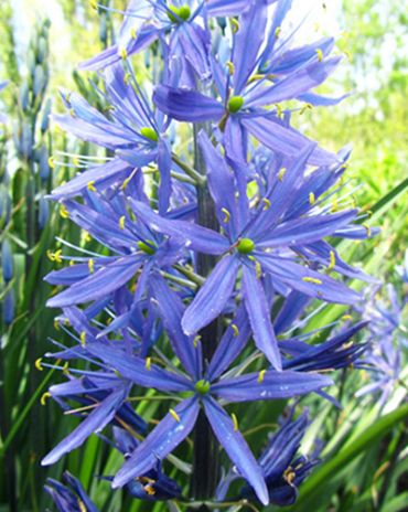 X   25 CAMASSIA LEICHTLINII CAERULEA 14/+