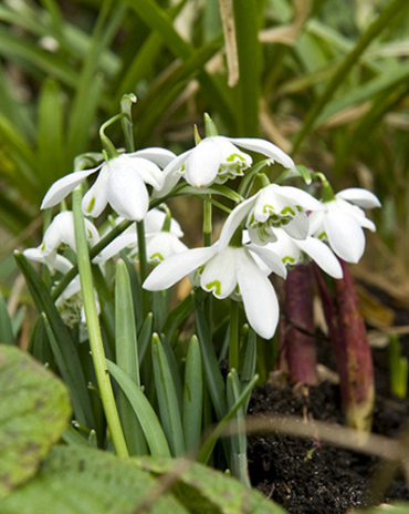 X 250 GALANTHUS FLORE PLENO 5/+