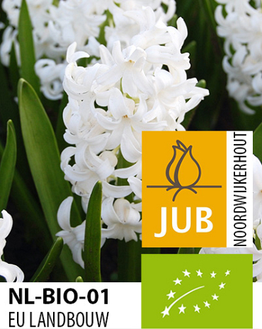 X   50 BIO HYACINTHUS WHITE PEARL 15/17