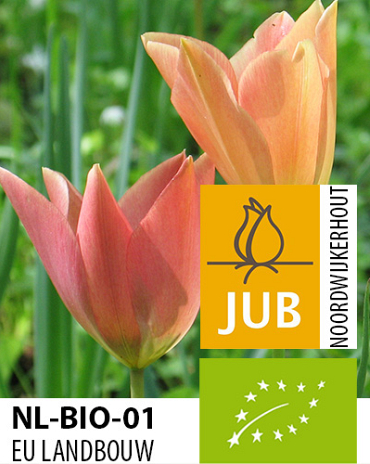 X 100 BIO TULIPA BATALINII BRONZE CHARM 5/6