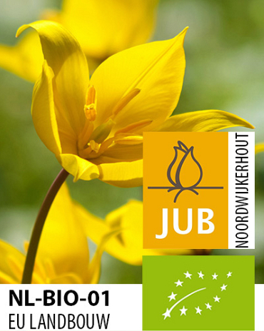 X 100 BIO TULIPA SYLVESTRIS  5/+