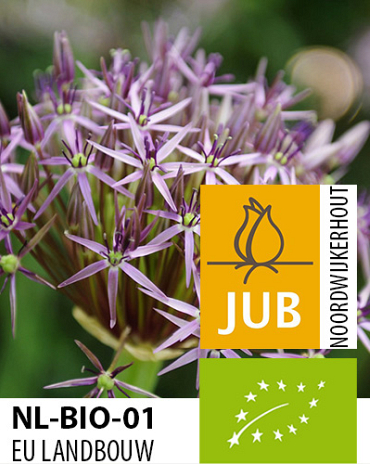 X   50 BIO ALLIUM CHRISTOPHII 10/12