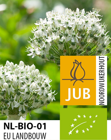 X   50 BIO ALLIUM NIGRUM (MULTIBULBOSUM) 10/12