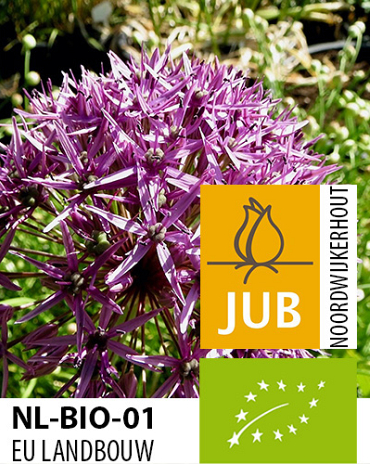 X   50 BIO ALLIUM VIOLET BEAUTY 10/12