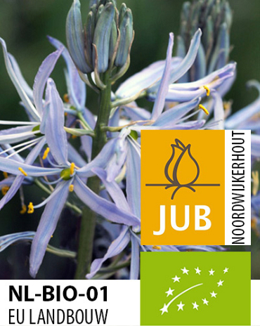 X   25 BIO CAMASSIA CUSICKII 12/+