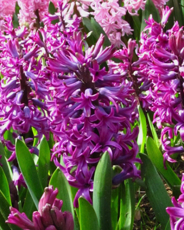 X   50 HYACINTHUS WOODSTOCK 17/18