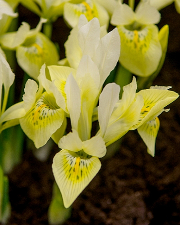 X 100 IRIS SPECIES KATHARINES GOLD 6/+