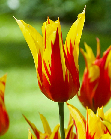 X 100 TULIPA FIRE WINGS 11/12