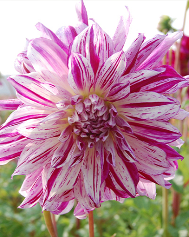 X 10 DAHLIA BRISTOL STRIPE I