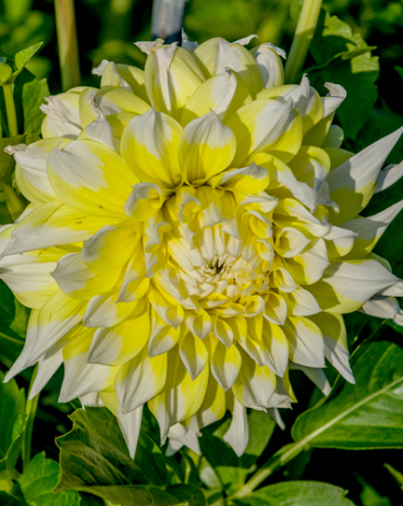 X 10 DAHLIA GRAND PRIX I