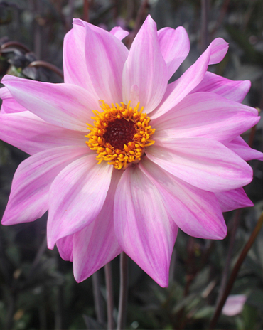 X 10 DAHLIA BISHOP OF LEICESTER I