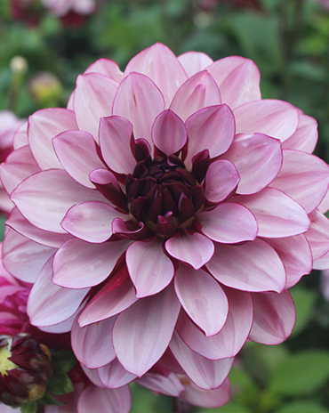 X 10 DAHLIA CREME DE CASSIS I