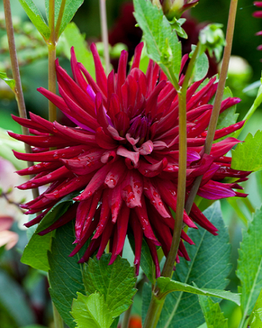 X 10 DAHLIA NUIT D'ETE I