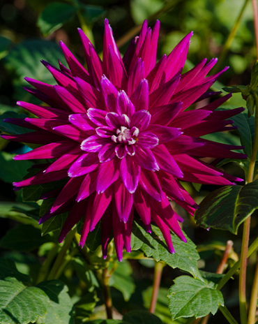 X 10 DAHLIA PURPLE GEM I