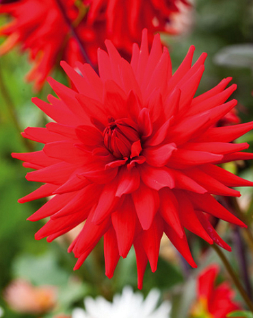 X 10 DAHLIA RED PIGMY I