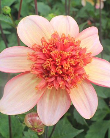 X 10 DAHLIA TOTALLY TANGERINE I