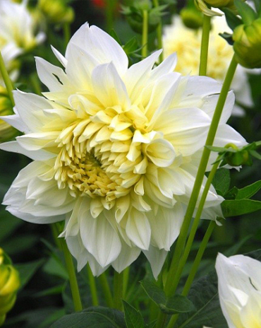 X 10 DAHLIA WHITE PERFECTION I