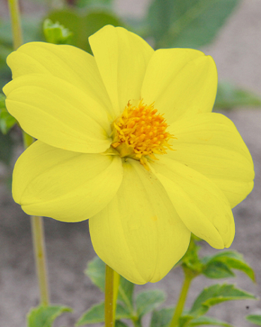 X 10 DAHLIA YELLOW SNEEZY I