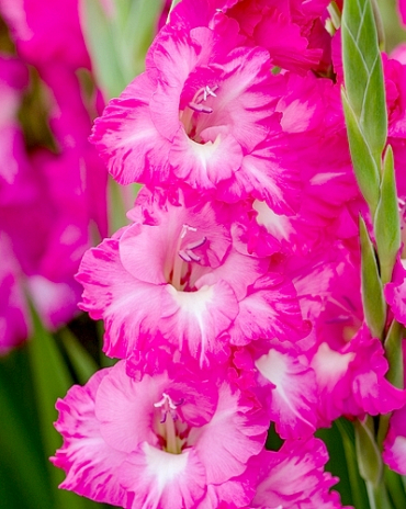 X 100 GLADIOLUS FAIRYTALE PINK 12/14