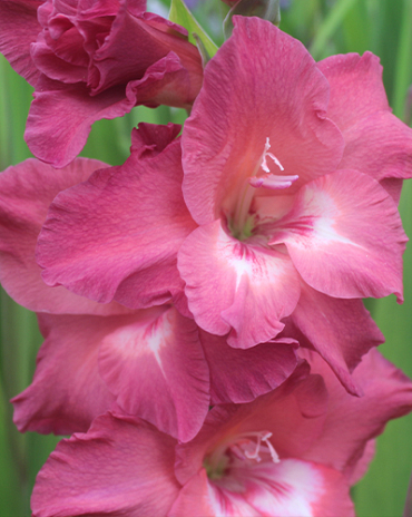 X 100 GLADIOLUS INDIAN SUMMER 12/14